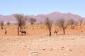 Oryx purple mountains orange desert landscape, Namibia