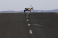 Oryx on a road. Royalty Free Stock Photo