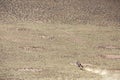 A oryx running in a desert. Royalty Free Stock Photo