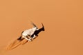Oryx in sand dunes. Royalty Free Stock Photo