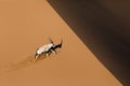 Oryx in sand dunes. Royalty Free Stock Photo