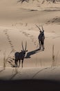 Oryx in sand dunes. Royalty Free Stock Photo