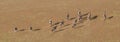 Oryx in sand dunes