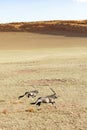 oryx in the sand dunes of Sossusvlei. Royalty Free Stock Photo