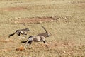 oryx in the sand dunes of Sossusvlei. Royalty Free Stock Photo