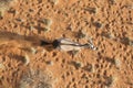 An oryx in the sand dunes of Sossusvlei. Royalty Free Stock Photo