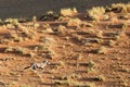 oryx in the sand dunes of Sossusvlei. Royalty Free Stock Photo