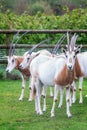 Oryx Scimitar antelopes Royalty Free Stock Photo