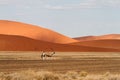 Oryx in the Sossusvlei desert, Namibia Royalty Free Stock Photo