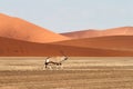 Oryx in the Sossusvlei desert, Namibia Royalty Free Stock Photo