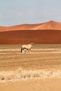 Oryx in the Sossusvlei desert, Namibia Royalty Free Stock Photo