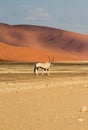 Oryx in the Sossusvlei desert, Namibia Royalty Free Stock Photo