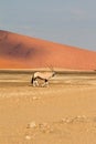 Oryx in the Sossusvlei desert, Namibia Royalty Free Stock Photo