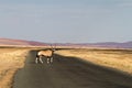 Oryx in the Sossusvlei desert, Namibia Royalty Free Stock Photo