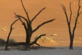 Oryx in Sossusvlei. Royalty Free Stock Photo