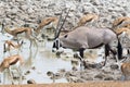 Oryx and springboks