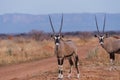 Oryx Standing against Waterberg Plateau Royalty Free Stock Photo