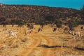 Oryx are standing next to gravel road Royalty Free Stock Photo