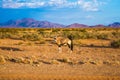 Oryx standing at the road Royalty Free Stock Photo