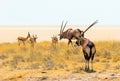 Oryx in the sun with the Etosha Pan in the background slong with Springbok