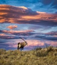 Oryx at sunset