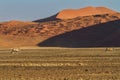 Oryx walking in front of red sanddunes of the Sossusvlei