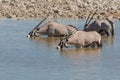 Oryx in waterhole Royalty Free Stock Photo