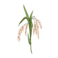 Oryza, field grain crop. Farm cereal rice plant with leaf and seed, kernels. Botanical agriculture drawing in vintage