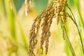 Oryza sativa Royalty Free Stock Photo