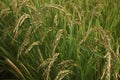 Oryza sativa plants with rice spikes