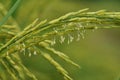 Oryza sativa with small wind pollinated flowers Royalty Free Stock Photo