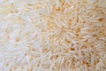 Oryza sativa thailand rice