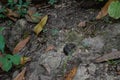 Oryzomys - field mouse in wildfife in the forest with leaves in blur