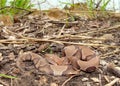 Osage Copperhead Snake, Agkistrodon contortrix Royalty Free Stock Photo