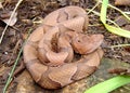 Osage Copperhead Snake, Agkistrodon contortrix Royalty Free Stock Photo