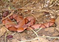 Osage Copperhead Snake, Agkistrodon contortrix Royalty Free Stock Photo