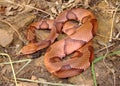 Osage Copperhead Snake coiled Royalty Free Stock Photo