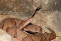 Osage Copperhead Royalty Free Stock Photo