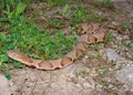 Osage Copperhead Snake crawling Royalty Free Stock Photo