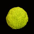 Osage Orange Royalty Free Stock Photo