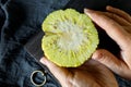 Osage Oranges Maclura pomifera in a women`s hands. ut in half. Maclura use in alternative medicine