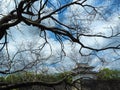 Osaka castle,Japan,blue sky and tree Royalty Free Stock Photo