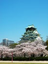 Osaka Castle with Sakura Royalty Free Stock Photo