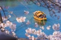 OSAKA,JAPAN-APRIL 4,2019:Tourist sightseeing Boat ride around the Osaka Castle.Cherry blossom around Osaka castle,Japan