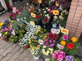 Osaka, Japan - February 14, 2017: Varieties of local flower sold