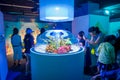 OSAKA, JAPAN - JULY 18, 2017: Unidentified people looking colorful coral reefs and fishes inside of a small fishbowl in