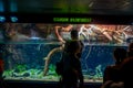 OSAKA, JAPAN - JULY 18, 2017: Unidentified people looking the ecuadorian species of fish originative from the Ecuadorian