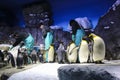 OSAKA, JAPAN - MARCH 29, 2019: Aquarium staff feed the penguins in Osaka Kaiyukan Aquarium