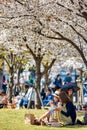 Girls picnicking under cherry trees, enjoying the view of cherry blossom sakura in Osaka, Japan