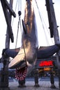 Photo of the JAWS shark Royalty Free Stock Photo